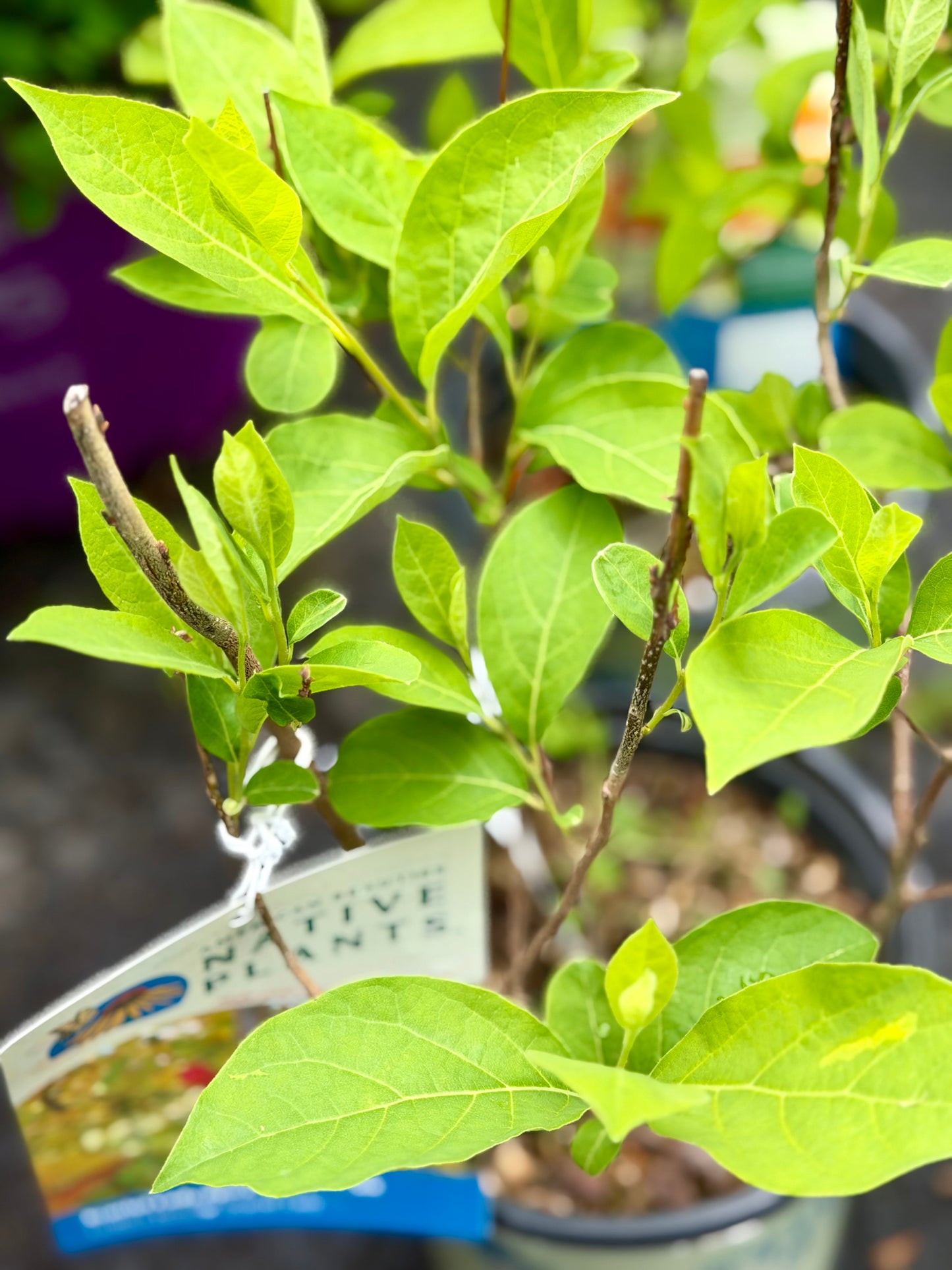 Lindera benzoin 'Scarlet Lady' (Spicebush)