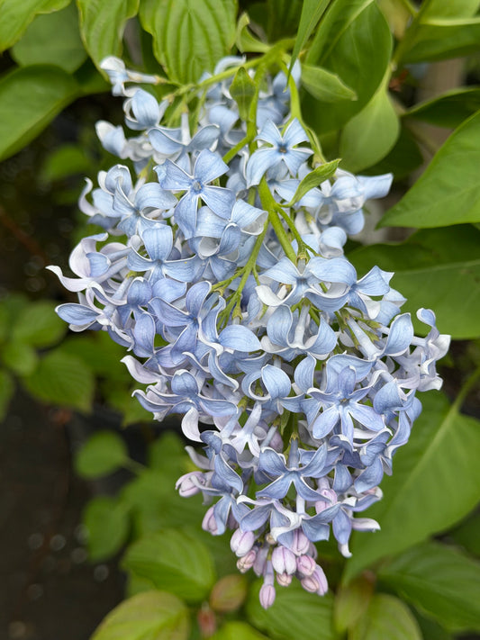 Syringa vulgaris 'Wedgewood Blue'  - Lilac