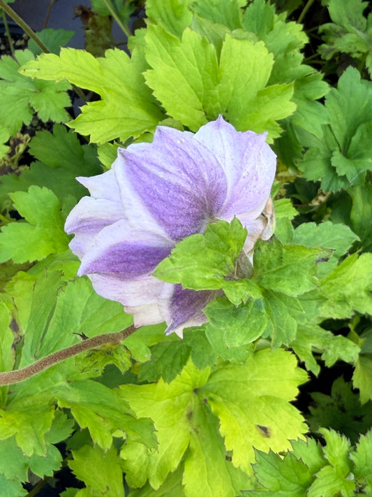 Anemone x hybrida 'Frilly Knickers™' (Japanese Windflower)