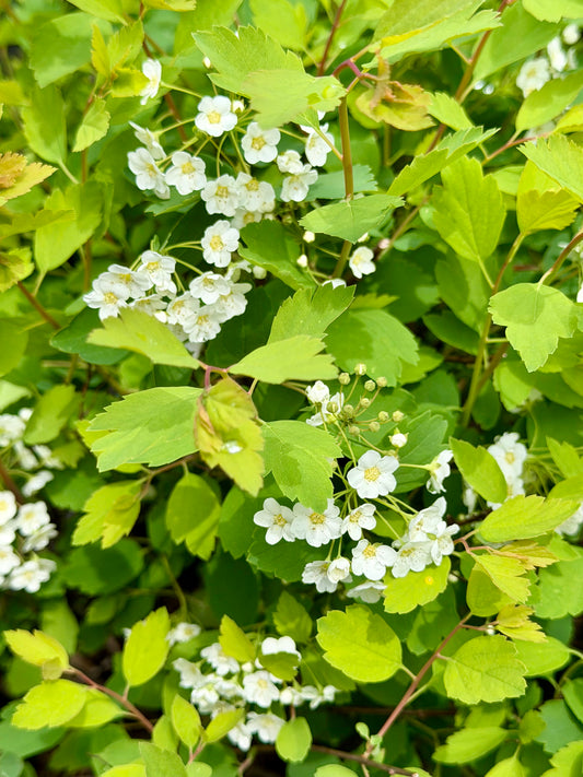 Spiraea vanhouttei 'Renaissance'