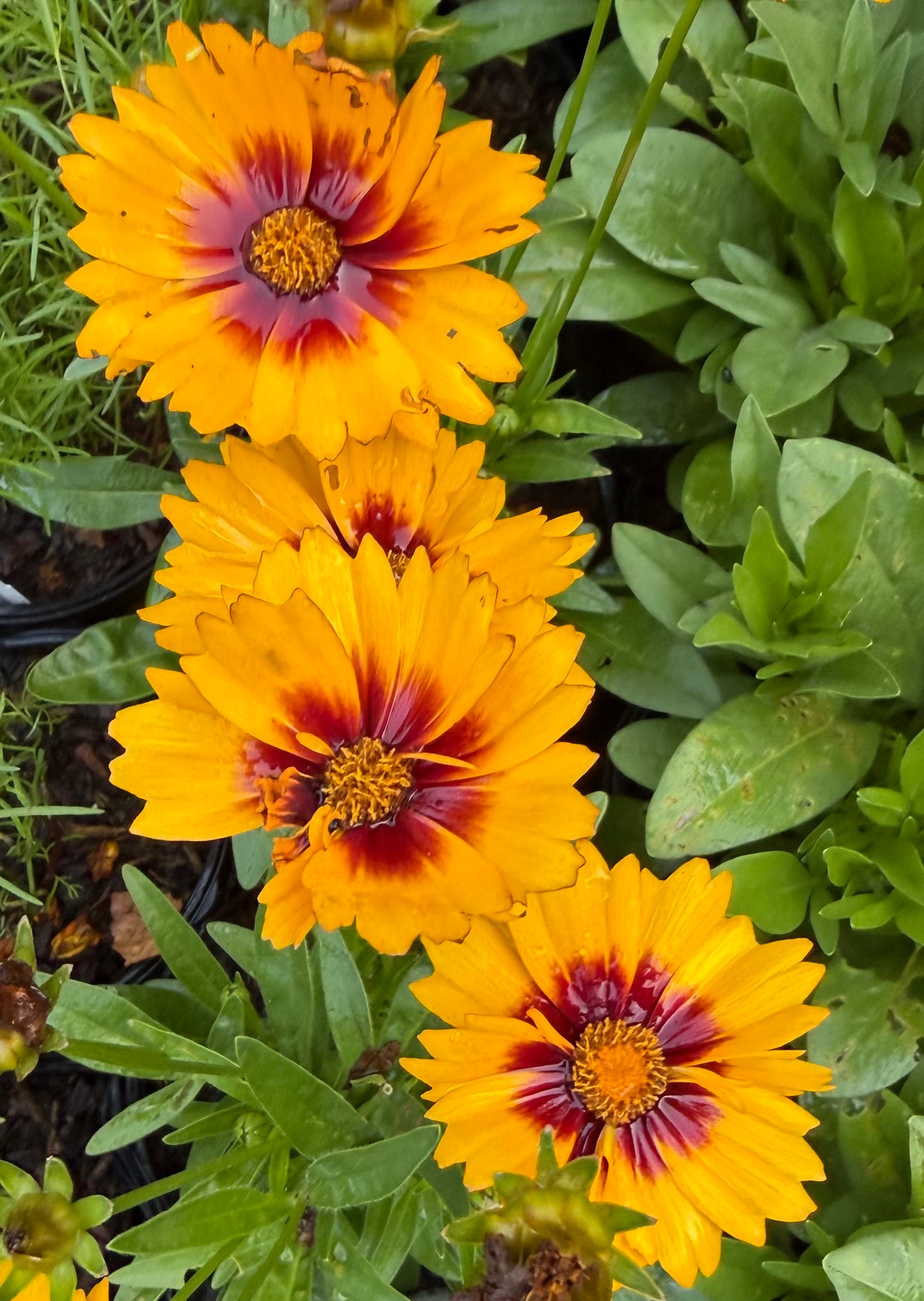 Coreopsis grandiflora 'Solanna™ Sunset Bright' (Tickseed)