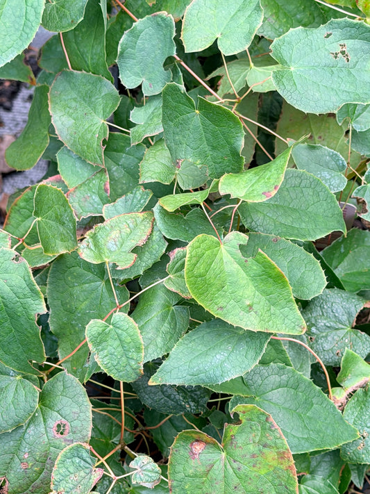 Epimedium x rubrum 'Galadriel'