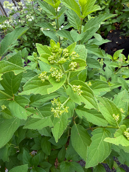 Hydrangea paniculata 'Magical Candle'