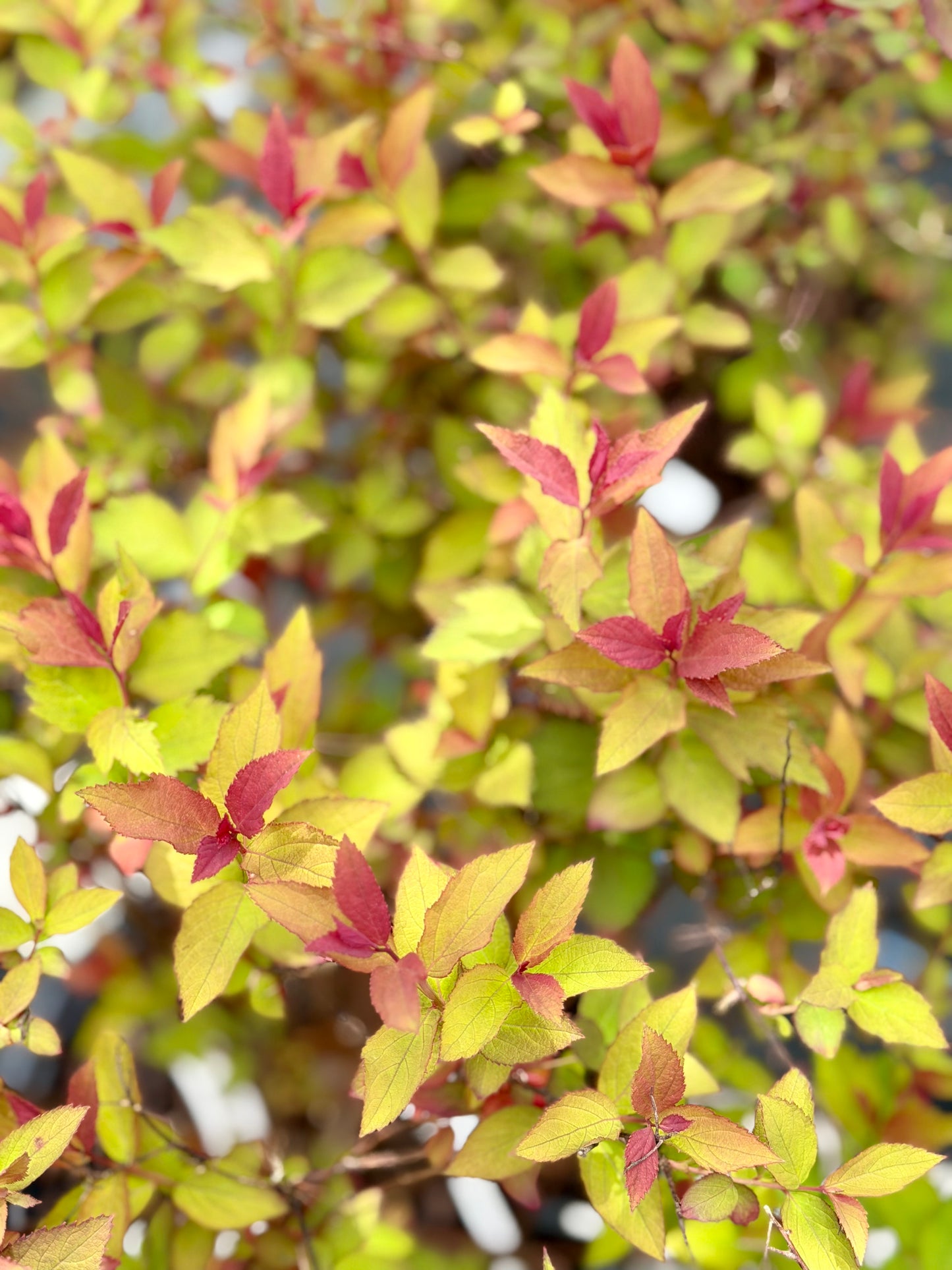 Spiraea x 'Double Play Doozie'®