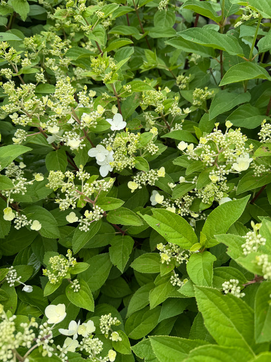 Hydrangea paniculata 'Magical Flame'