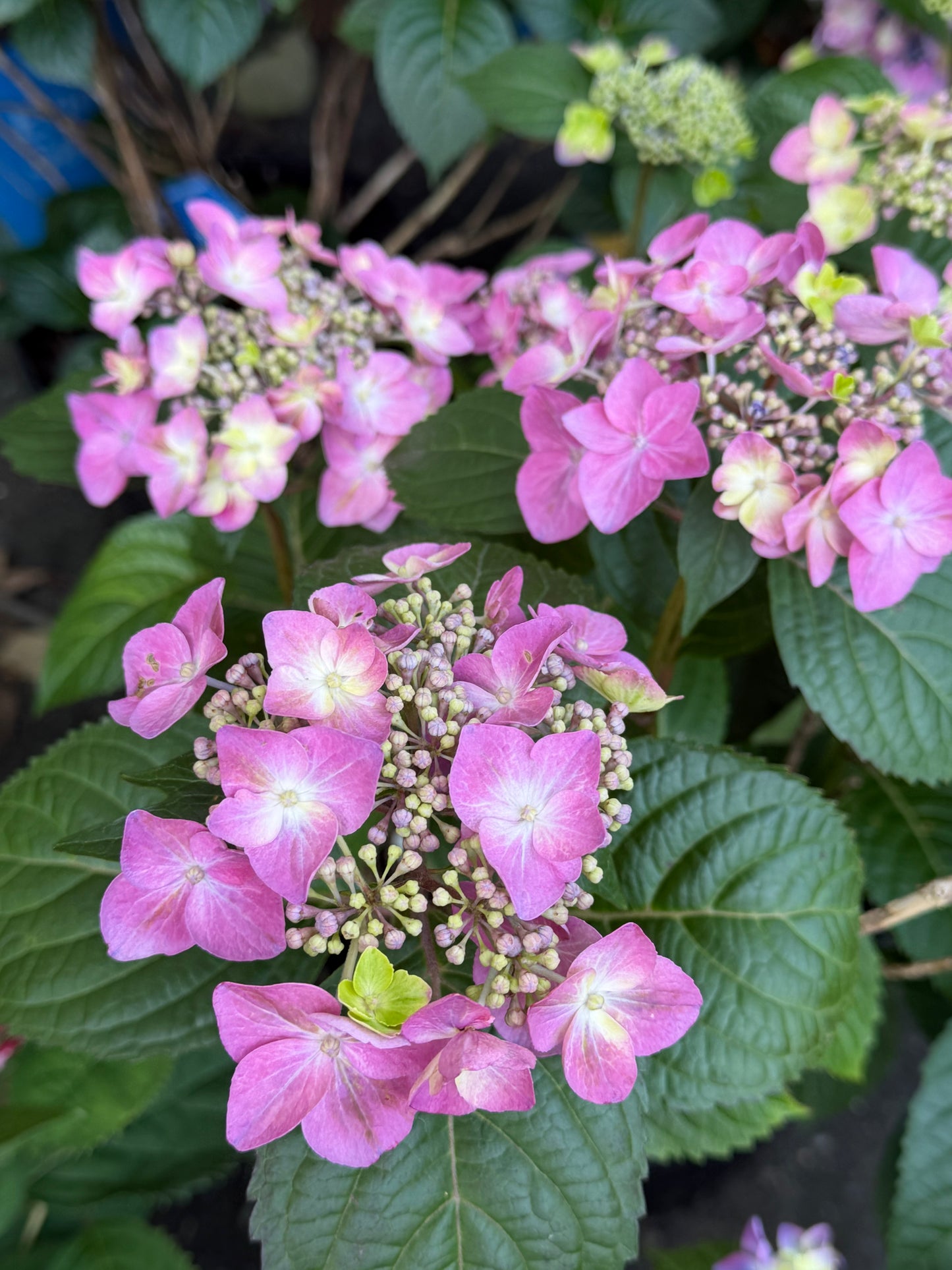 Hydrangea macrophylla Endless Summer® 'Pop Star'®