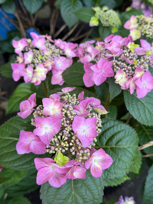 Hydrangea macrophylla Endless Summer® 'Pop Star'®