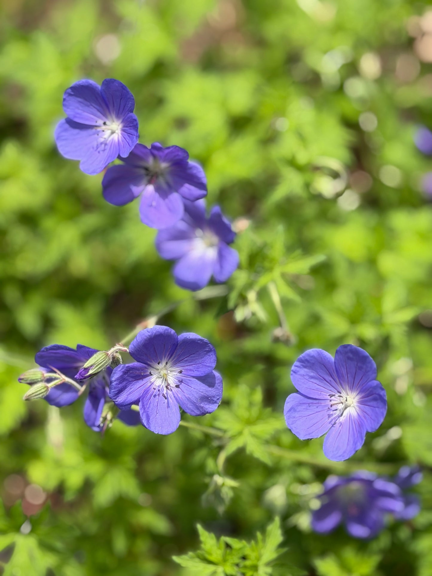 Geranium x 'Brookside'