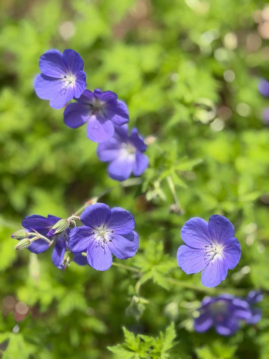 Geranium x 'Brookside'