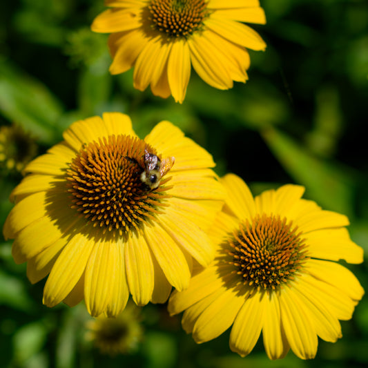 Echinacea x 'Sombrero® Lemon Yellow'