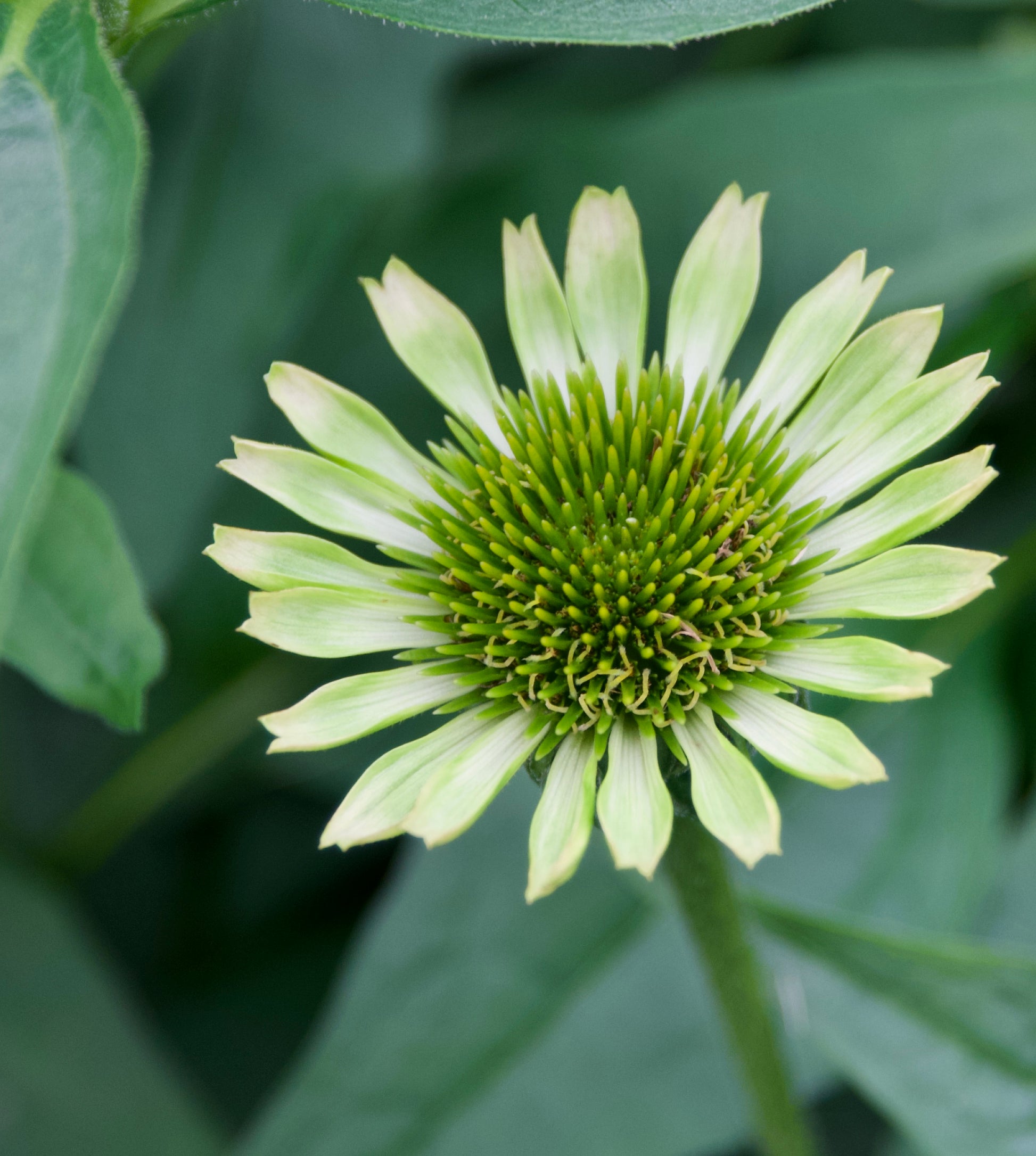 Echinacea purpurea Green Jewel'