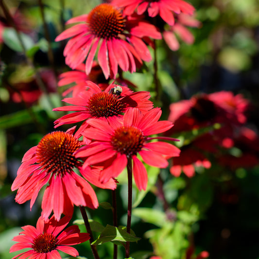 Echinacea x 'Panama™ Red'