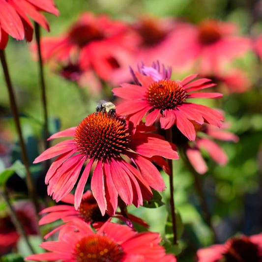 Echinacea x 'Panama™ Red'