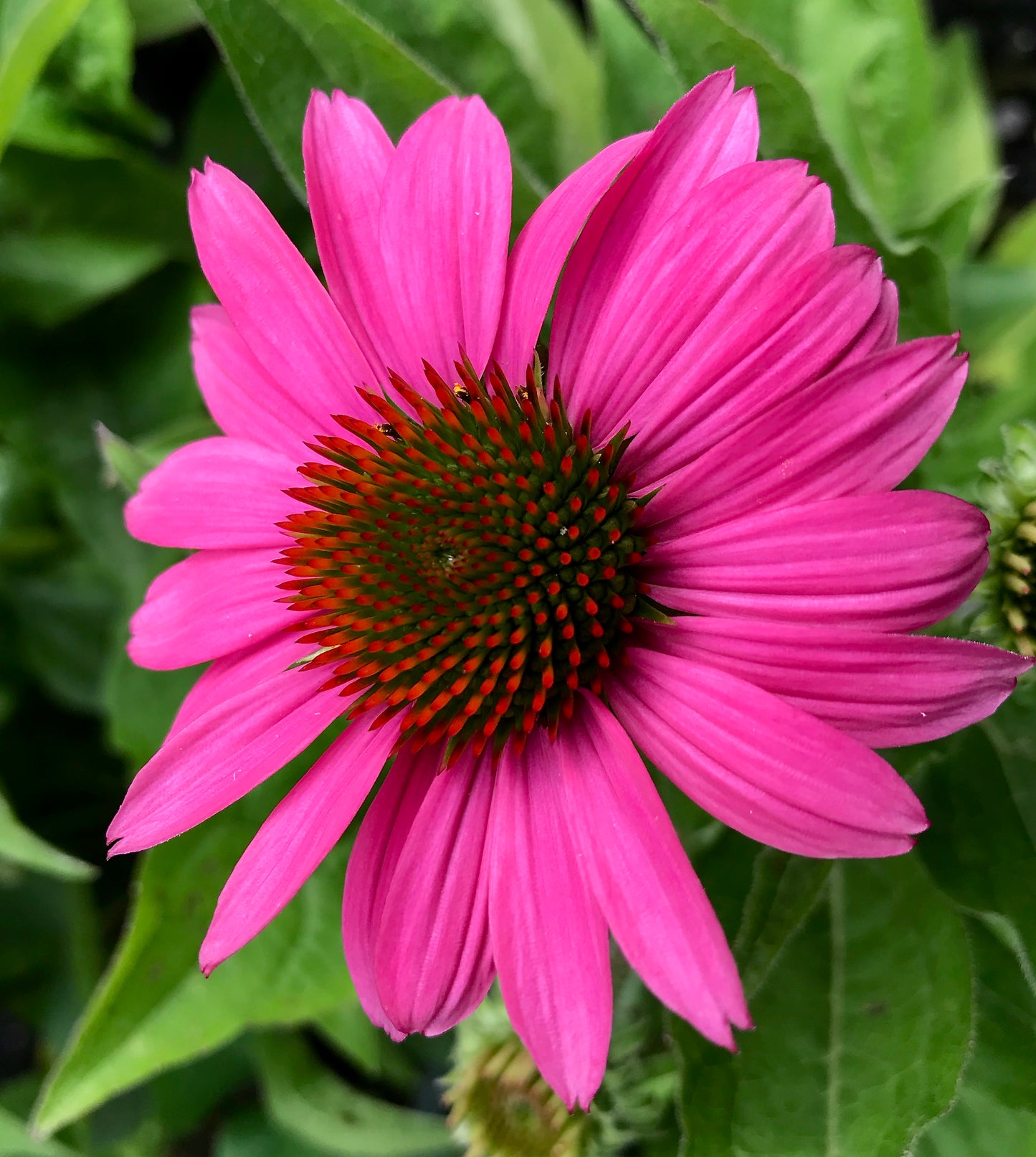 Echinacea purpurea  'Pow Wow Wild Berry'