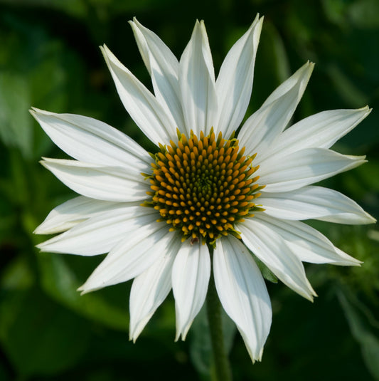 Echinacea purpurea 'PowWow White'