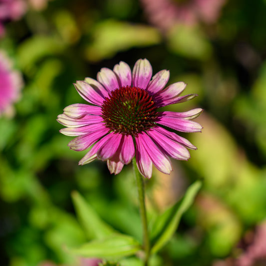 Echinacea purpurea 'Prairie Blaze Vintage Lime' (Coneflower)