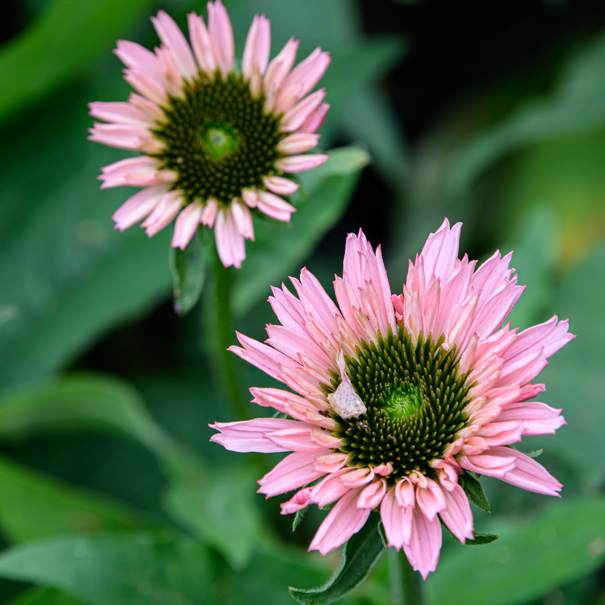 echinacea sunseekers salmon seeds Echinacea purpurea 'SunSeekers Salmon' (Coneflower) – Fieldstone Gardens Inc