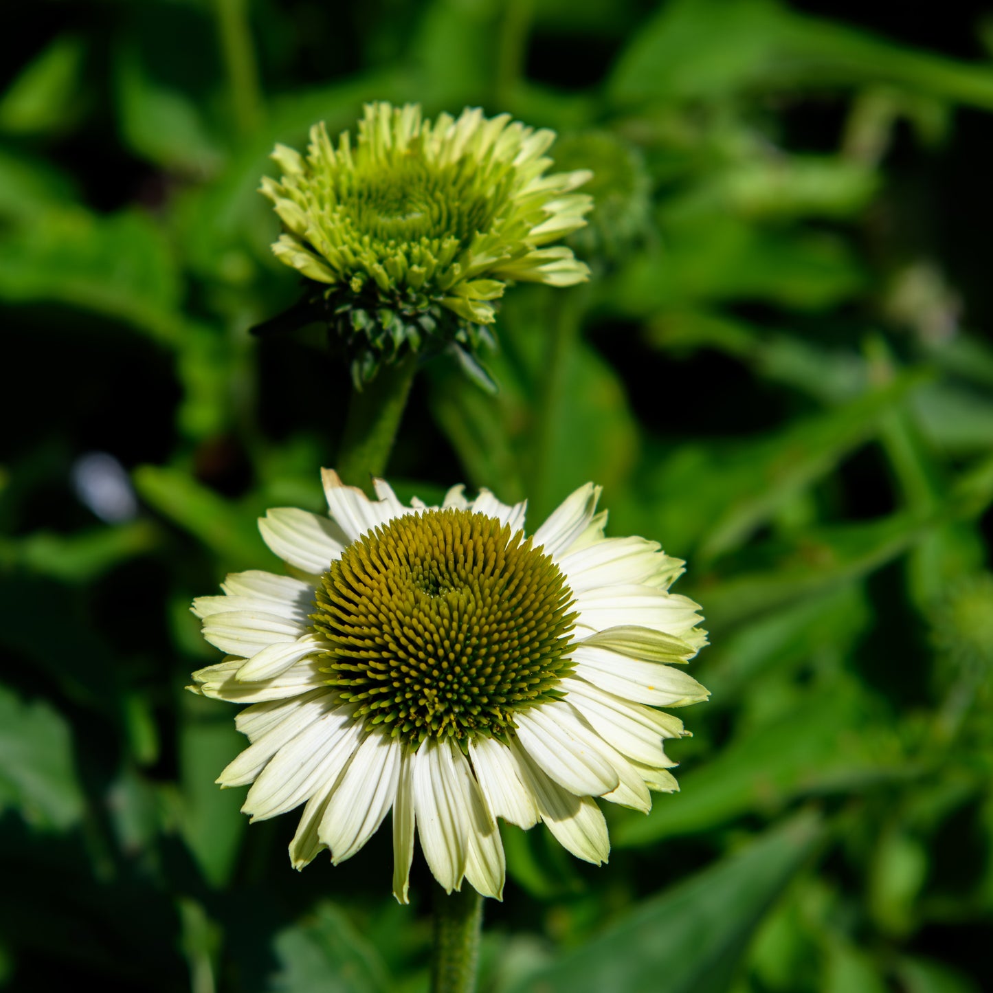 Echinacea purpurea 'SunSeekers Apple Green'