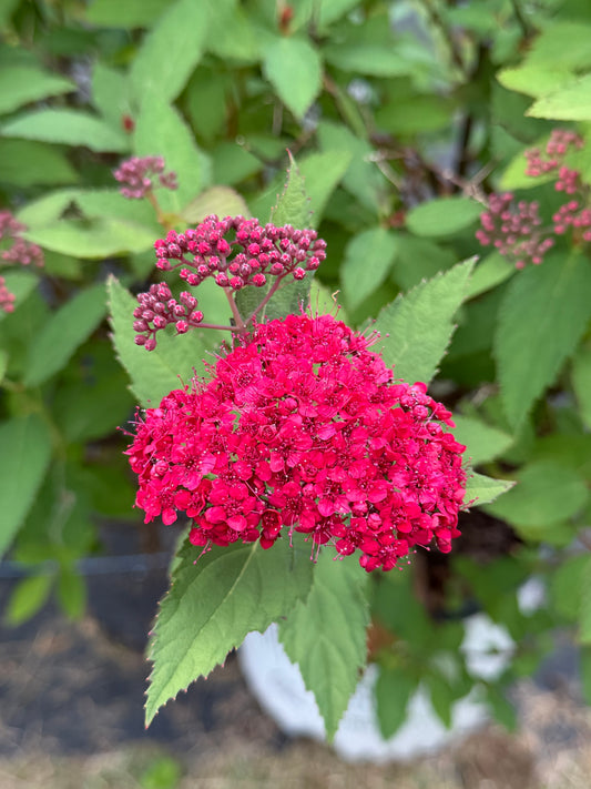 Spiraea x 'Double Play Doozie'®