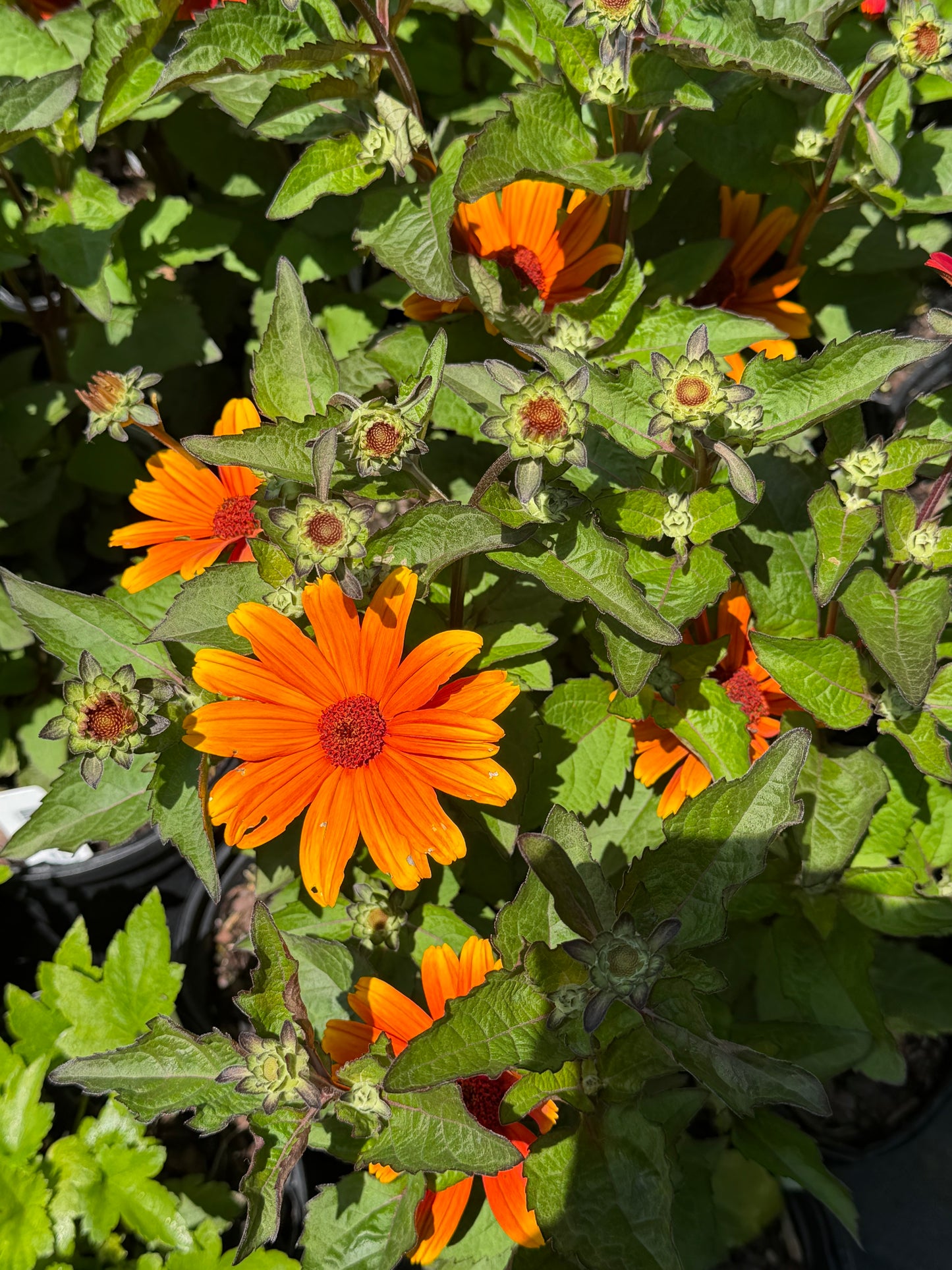 Heliopsis ‘Sole d’Amore’ (False Sunflower)