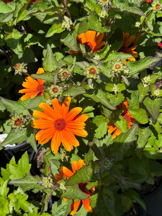 Heliopsis ‘Sole d’Amore’ (False Sunflower)