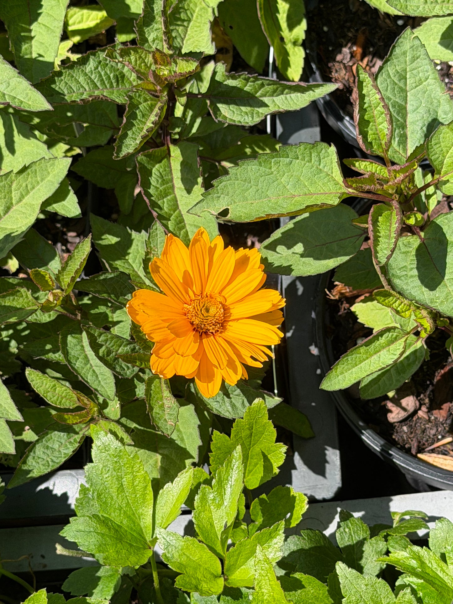 Heliopsis helianthoides 'Sunopsis Sunny' (False Sunflower)