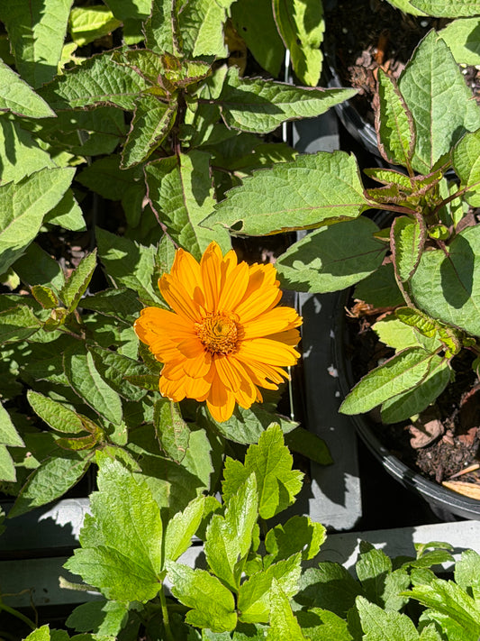 Heliopsis helianthoides 'Sunopsis Sunny' (False Sunflower)