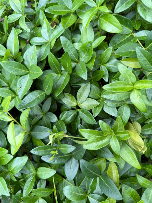 Vinca minor 'Emily Joy'