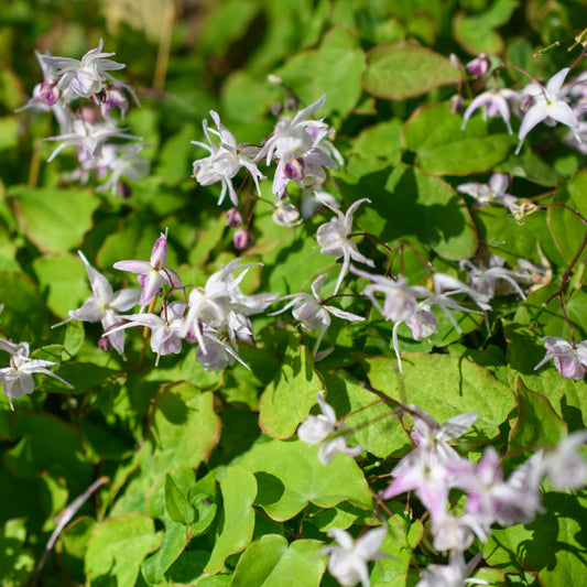 Epimedium 'Akebono' (Barrenwort)