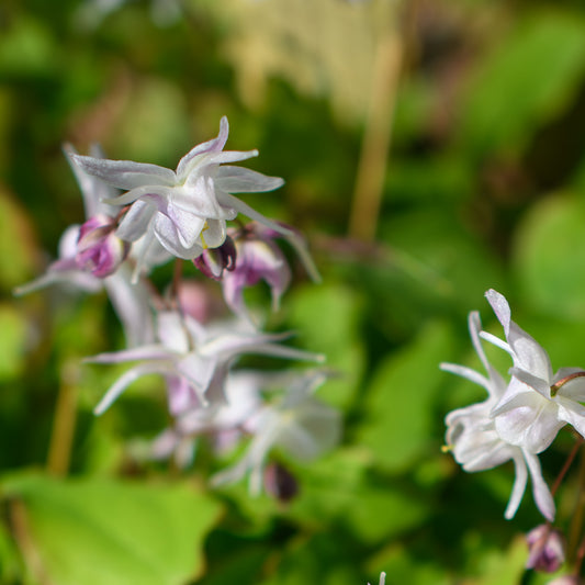 Epimedium 'Akebono' (Barrenwort)