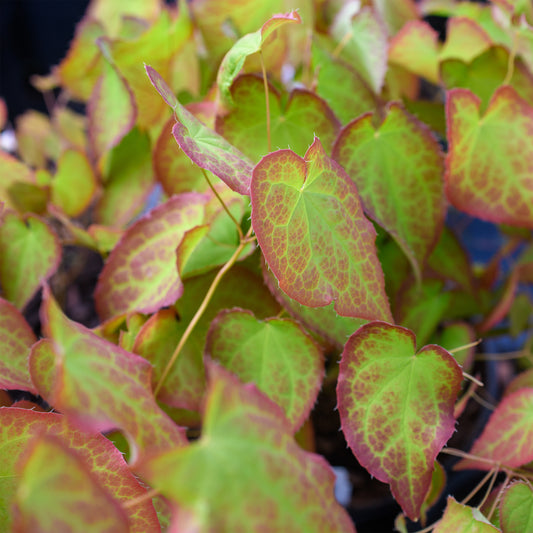 small heart shaped green leaves with red edges