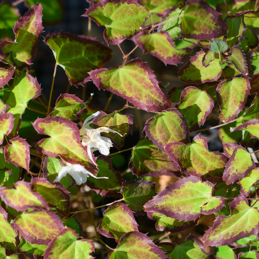 Epimedium grandiflorum 'Bandit'