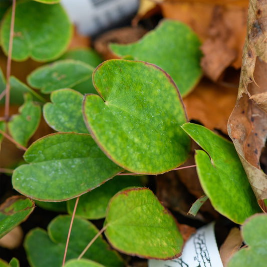 Epimedium grandiflorum 'Lilac Cascade'