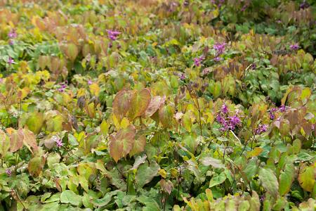 Epimedium grandiflorum 'Lilafee'