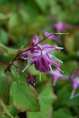 Epimedium grandiflorum 'Lilafee'