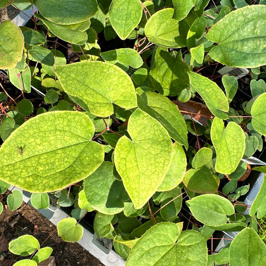 Epimedium grandiflorum 'Pierre's Purple'