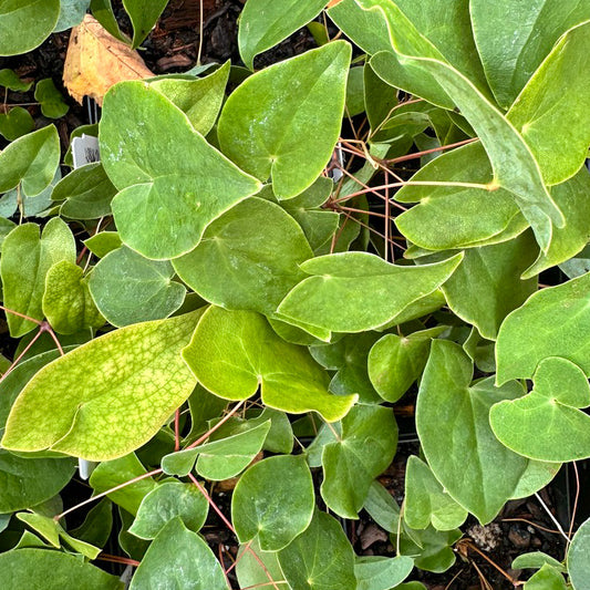 Epimedium sempervirens 'Passion Hearts'