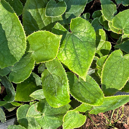 Epimedium lishihchenii