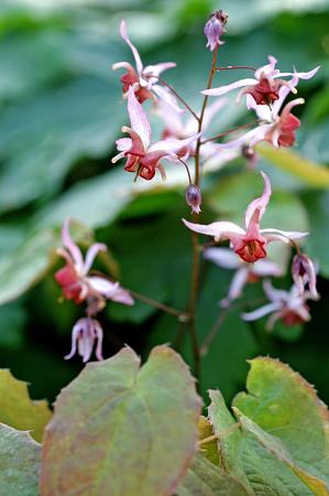 Epimedium x 'Pink Elf'