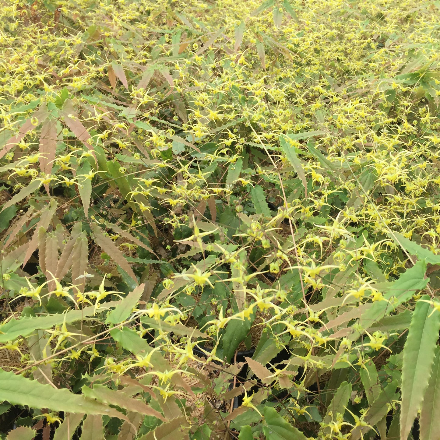 Epimedium x.  'Spine Tingler'