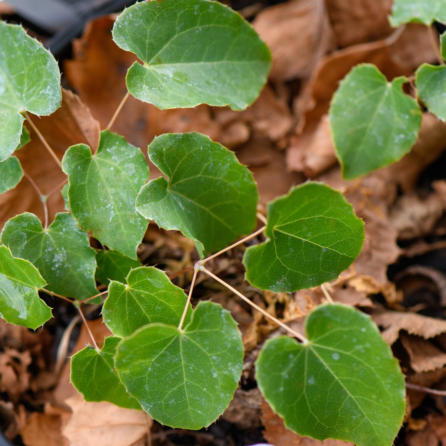 Epimedium x perralchicum 'Frohnleiten'