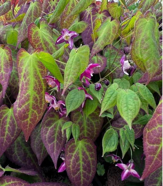 Epimedium x rubrum