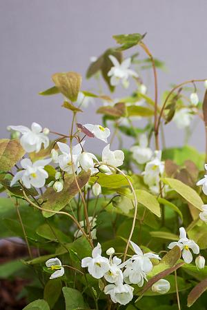 Epimedium x youngianum 'Niveum'