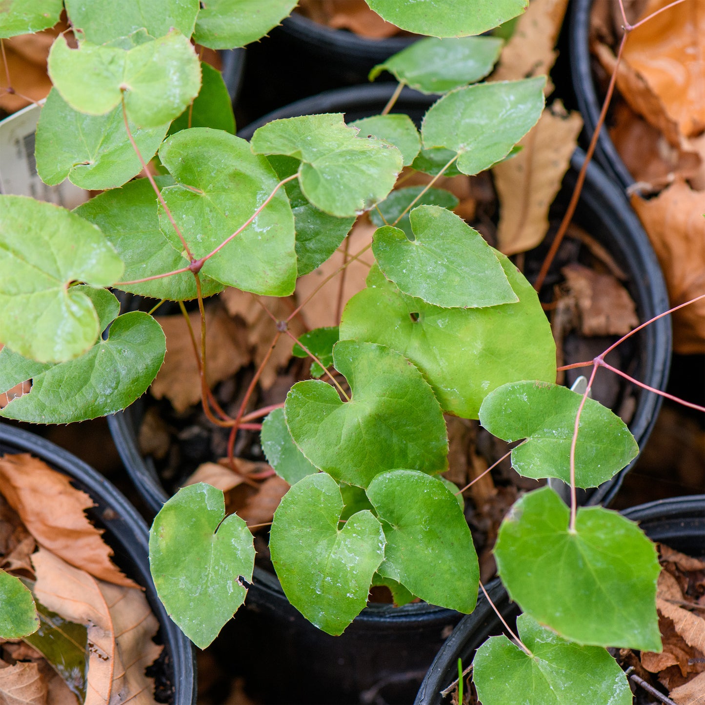 Epimedium x youngianum 'Roseum'
