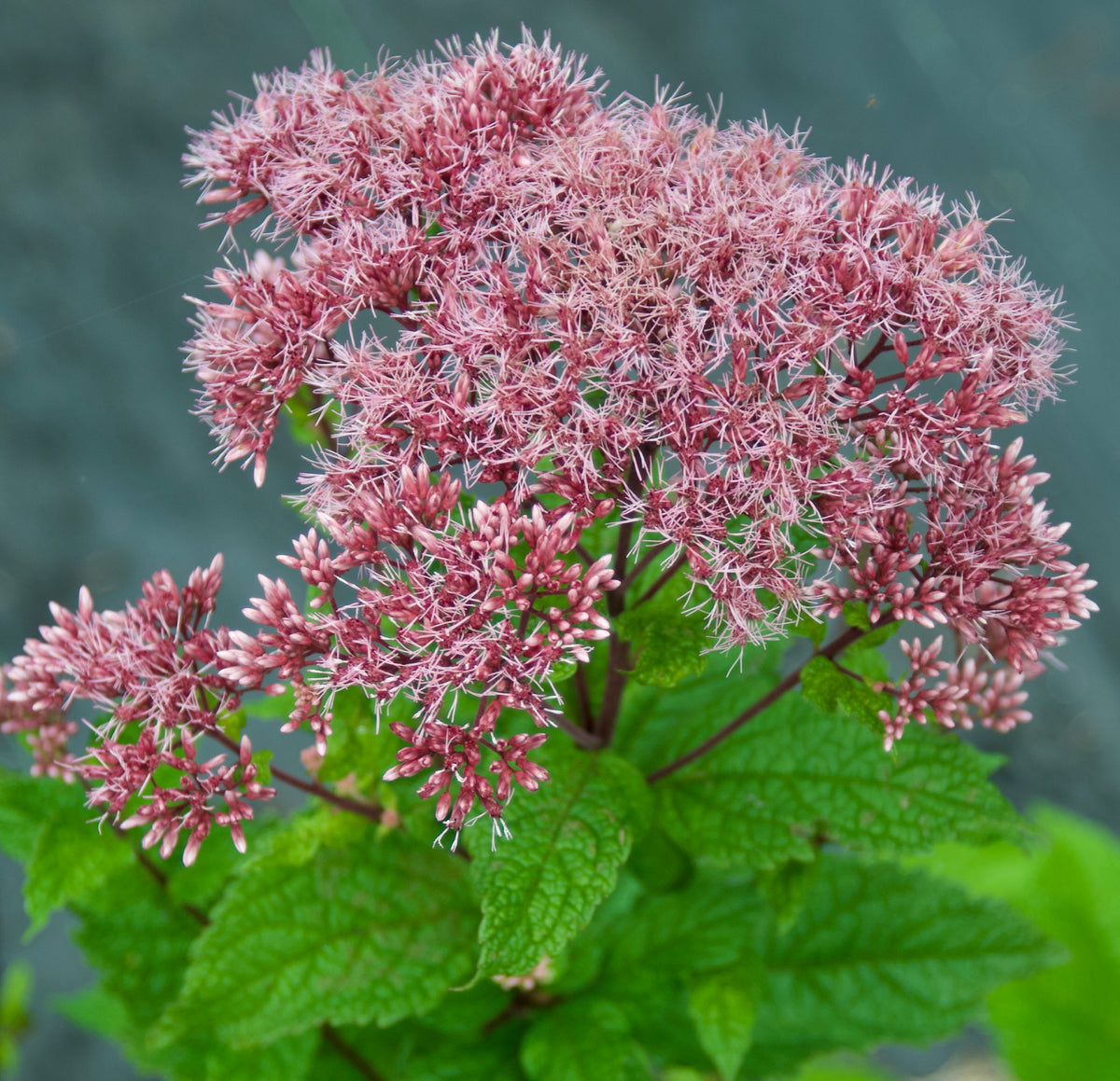 Eupatorium Eupatorium dubium 'Little Joe' (Joe-Pye Weed) – Fieldstone Gardens Inc