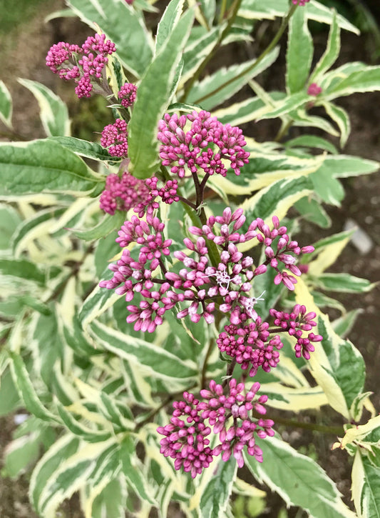 Eupatorium fortunei  'Pink Frost'