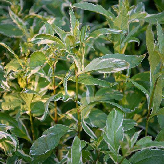 Eupatorium fortunei 'Pink Frost' (Joe-Pye Weed)