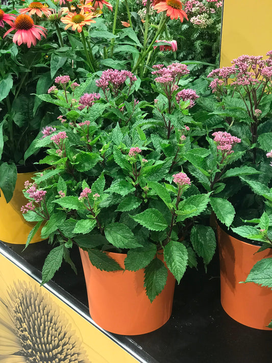 Eupatorium purpureum  'Euphoria Ruby'