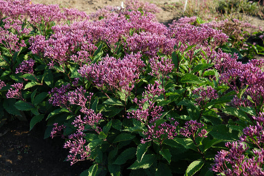 Eupatorium purpureum 'Euphoria™ Ruby' (Joe-Pye Weed)