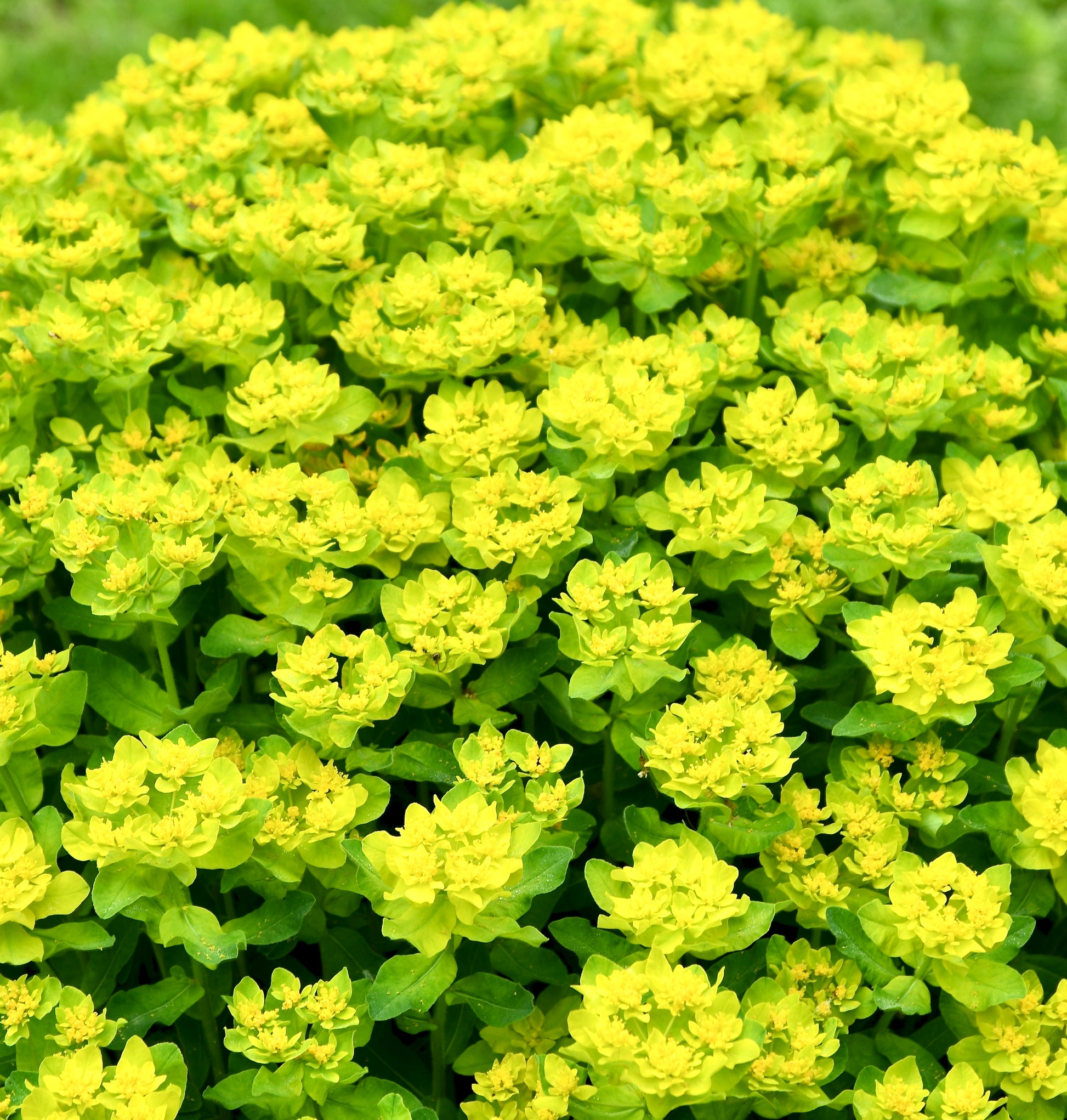 Euphorbia polychroma (Cushion Spurge) – Fieldstone Gardens Inc